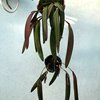 Pleurothallis strupifolia